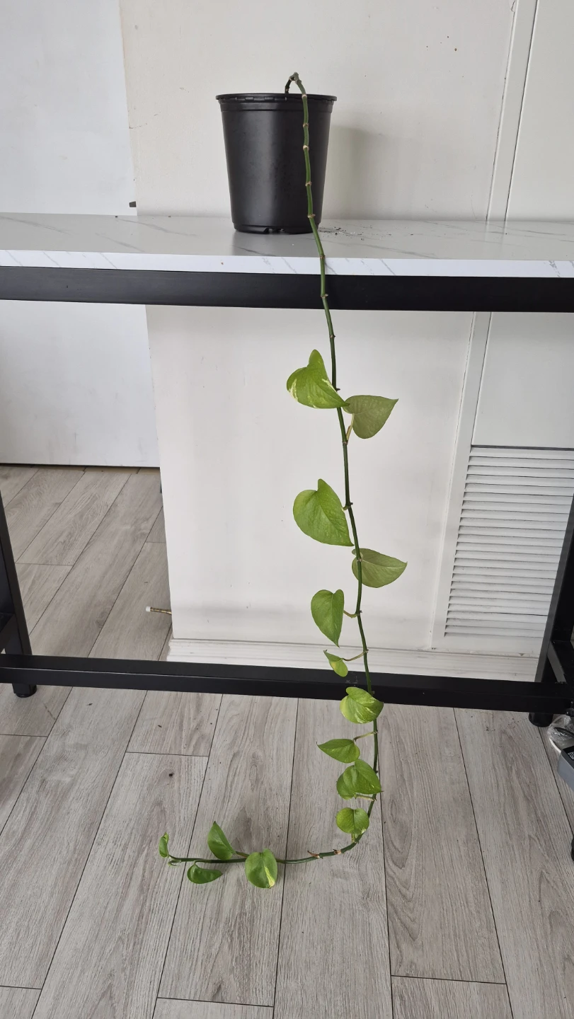 Selling plants. Dracenas. Pothos. Monsteras - photo 4