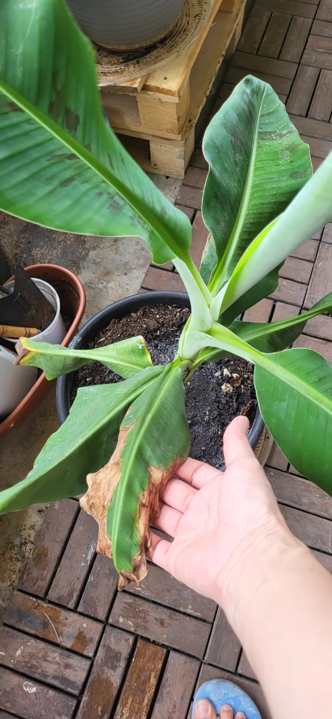 Banana Plant_ price is FIRM - photo 3