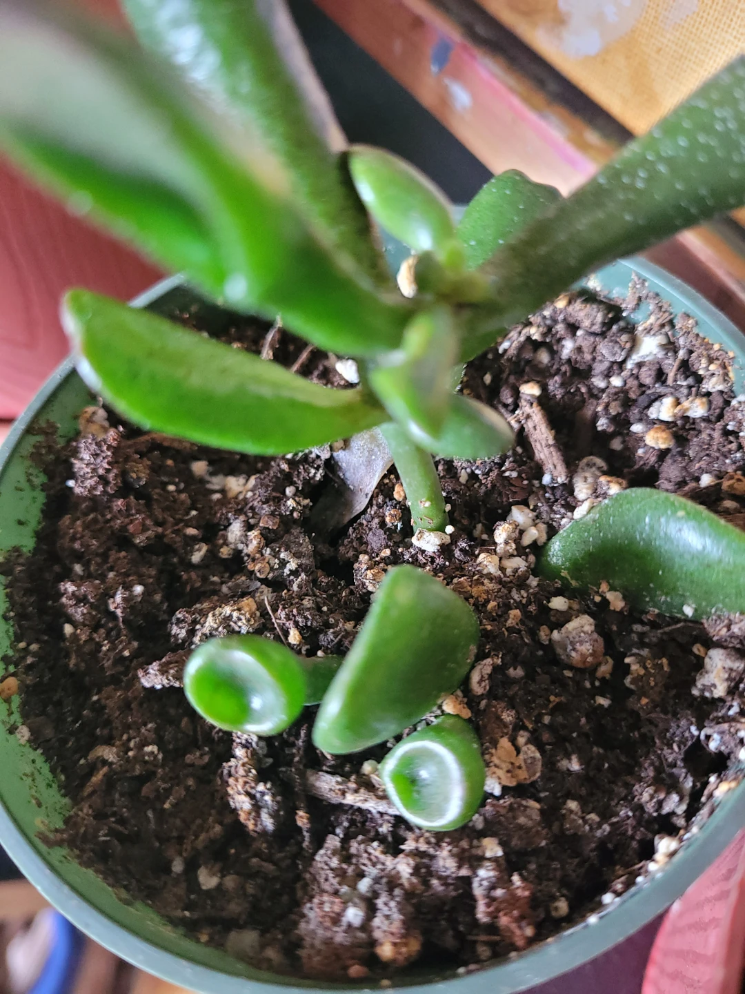 Shreks ears Plant Succulent - photo 2