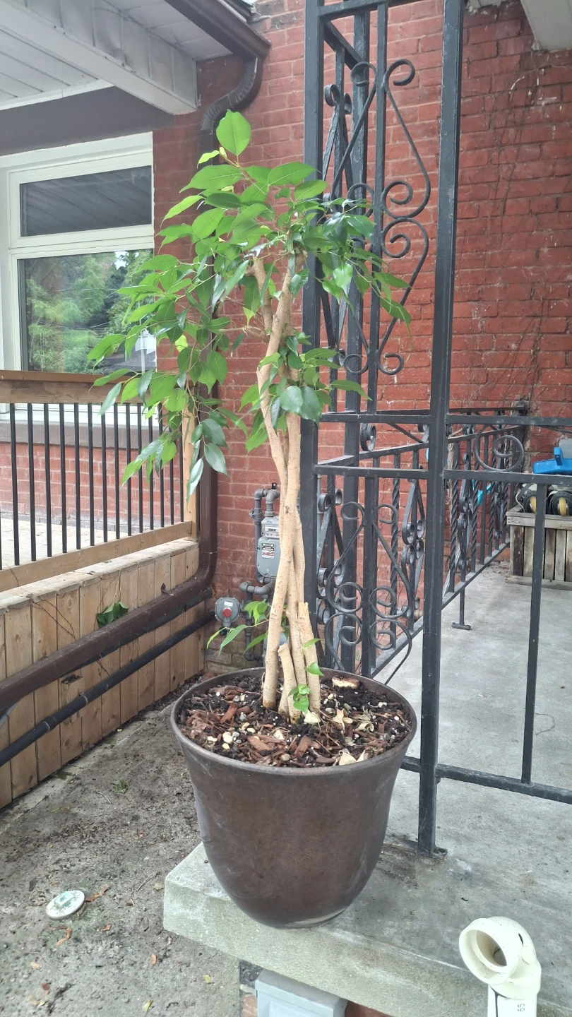 Braided Ficus Tree in Pot