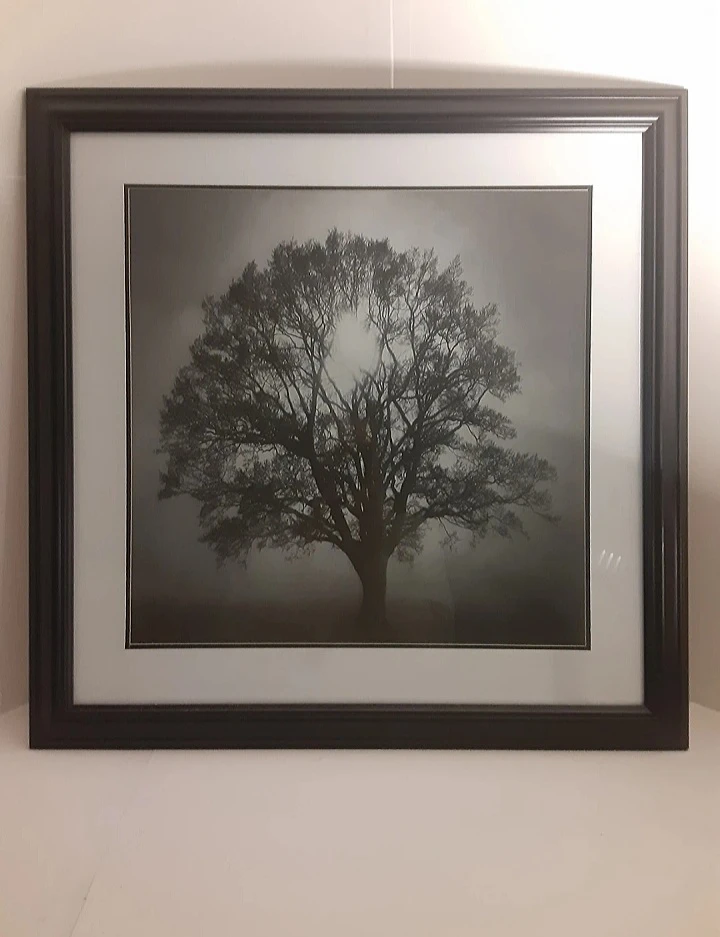 26" x 26" - Framed Tree Photograph Print | Black & White - photo 4