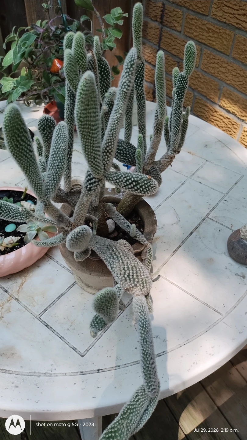 Bunny Ear Cactus in Pot - photo 4