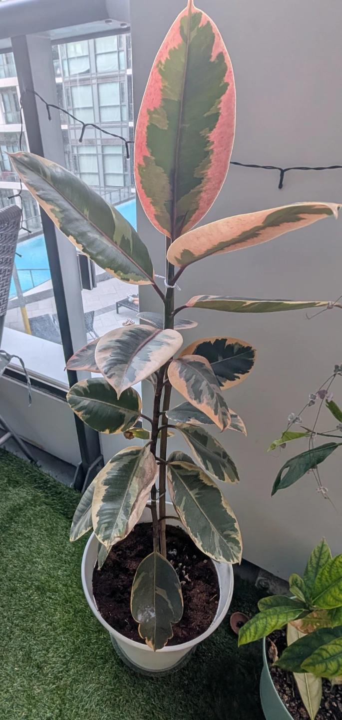 Tall Ficus Elastica Tineke Rubber Plant - photo 2
