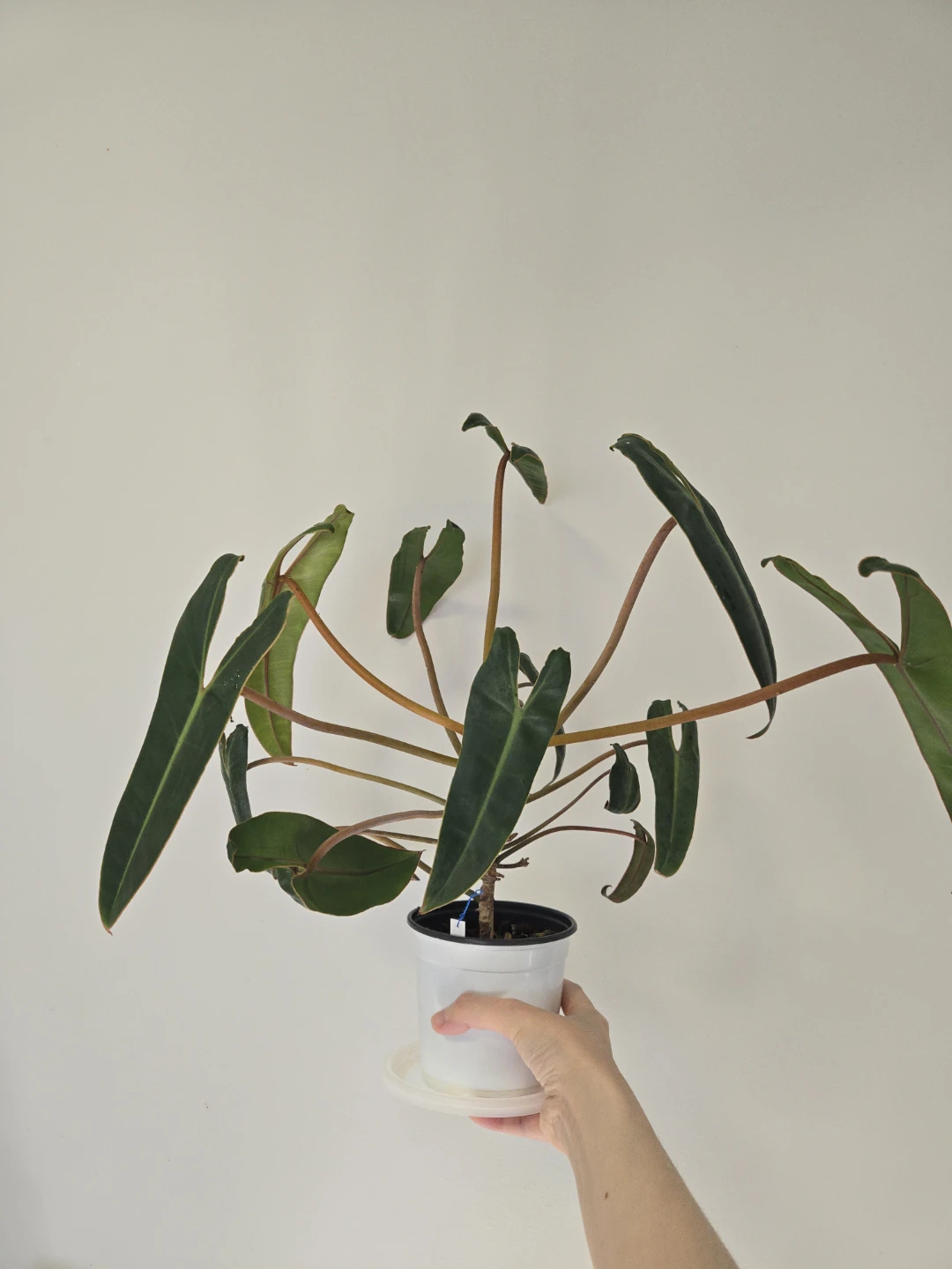 Philodendron Billietiae in 4.3"pot