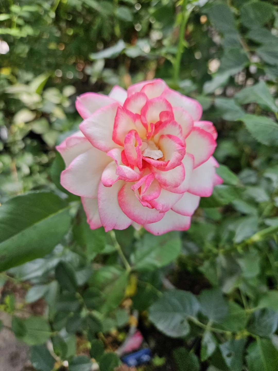 Striped Rose Bush