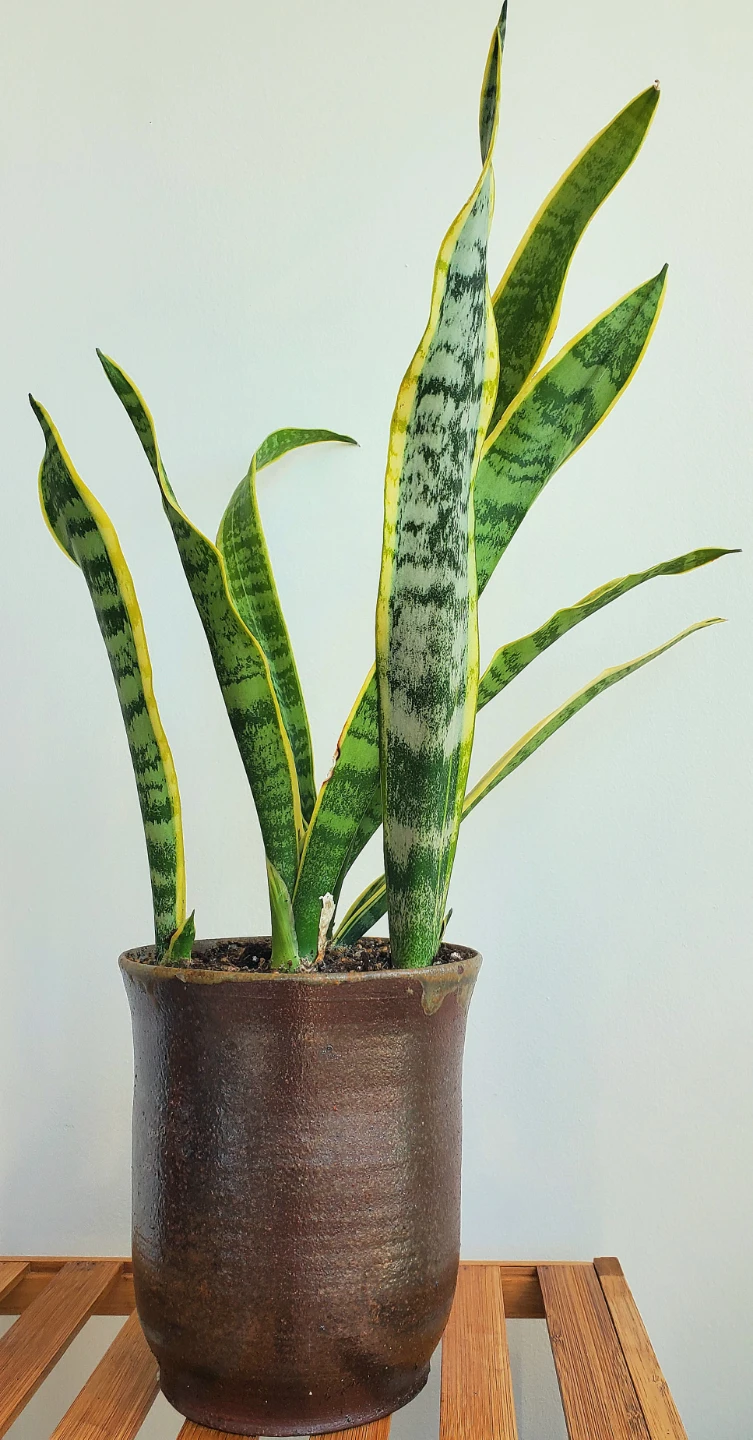 20" Tall Variegated Snake Plant in Ceramic Pot