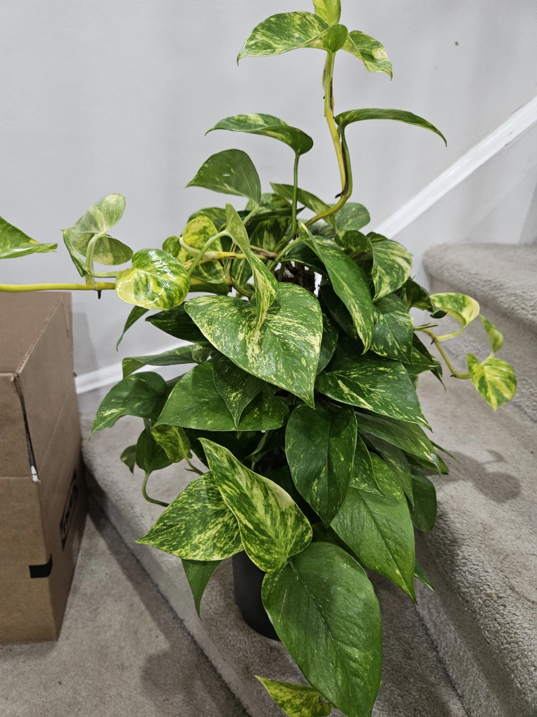 Pothos Plant - photo 2