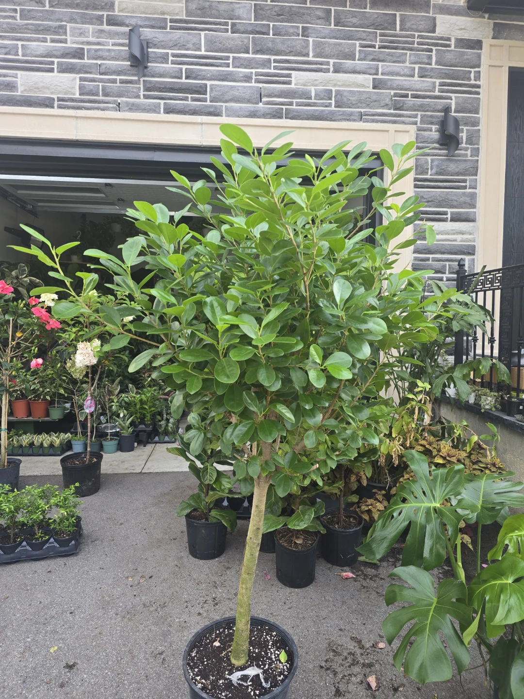 Ficus  moclame  14"pot - photo 4