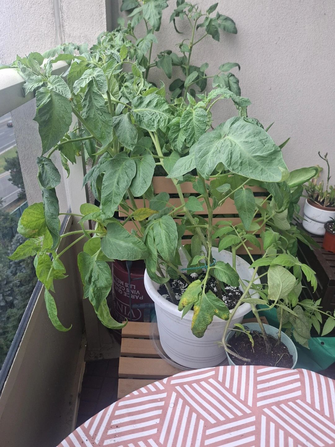 7 Tomato Plants
