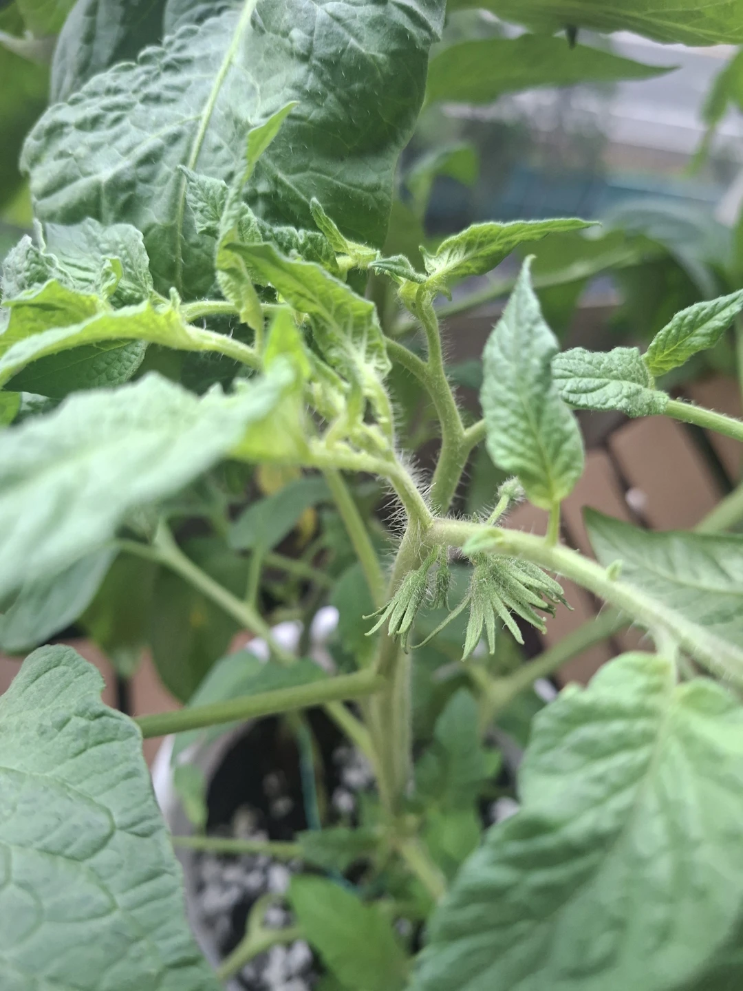 7 Tomato Plants - photo 2