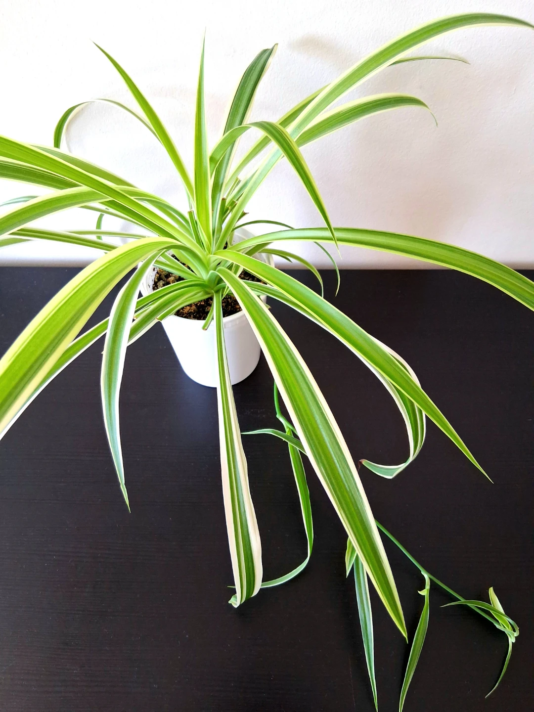 🌱 Spider Plant 🪴 - photo 2