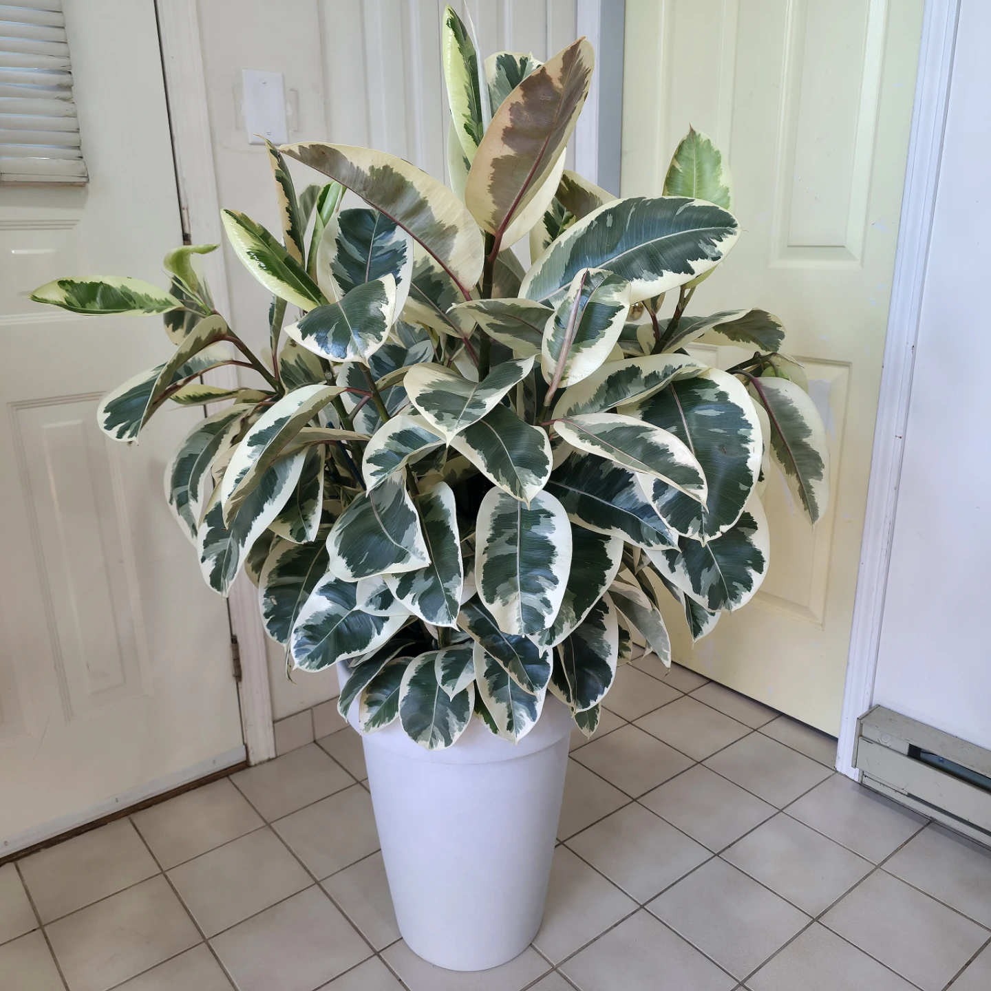 5ft Multi Stem Ficus 'Tineke' | Potted Rubber Tree Plant