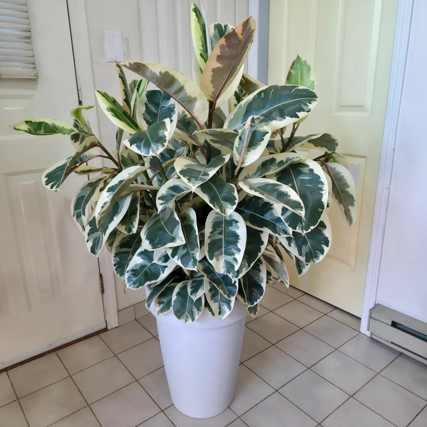 5ft Multi Stem Ficus 'Tineke' | Potted Rubber Tree Plant