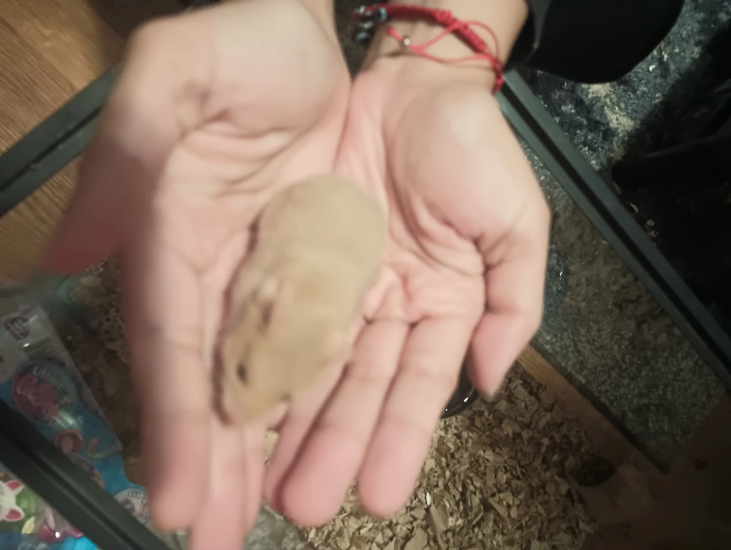 Baby Hamsters - photo 2