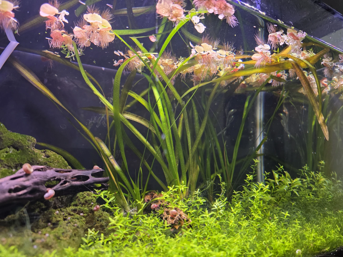 Planted Aquarium with Live Fish and Snails - photo 5