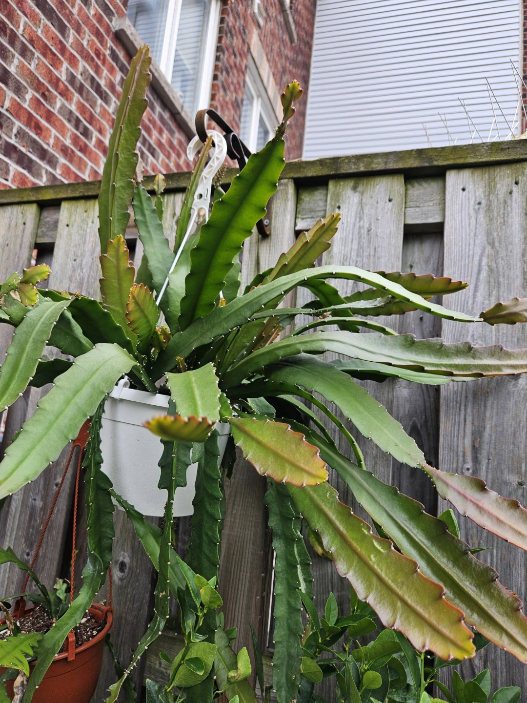 Epiphyllum Cactus Plant - photo 2