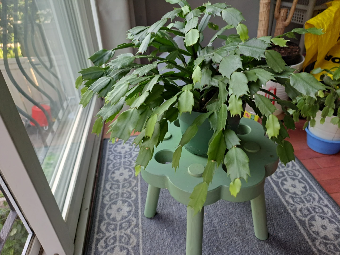 Healthy green Christmas cactus in pot - photo 2