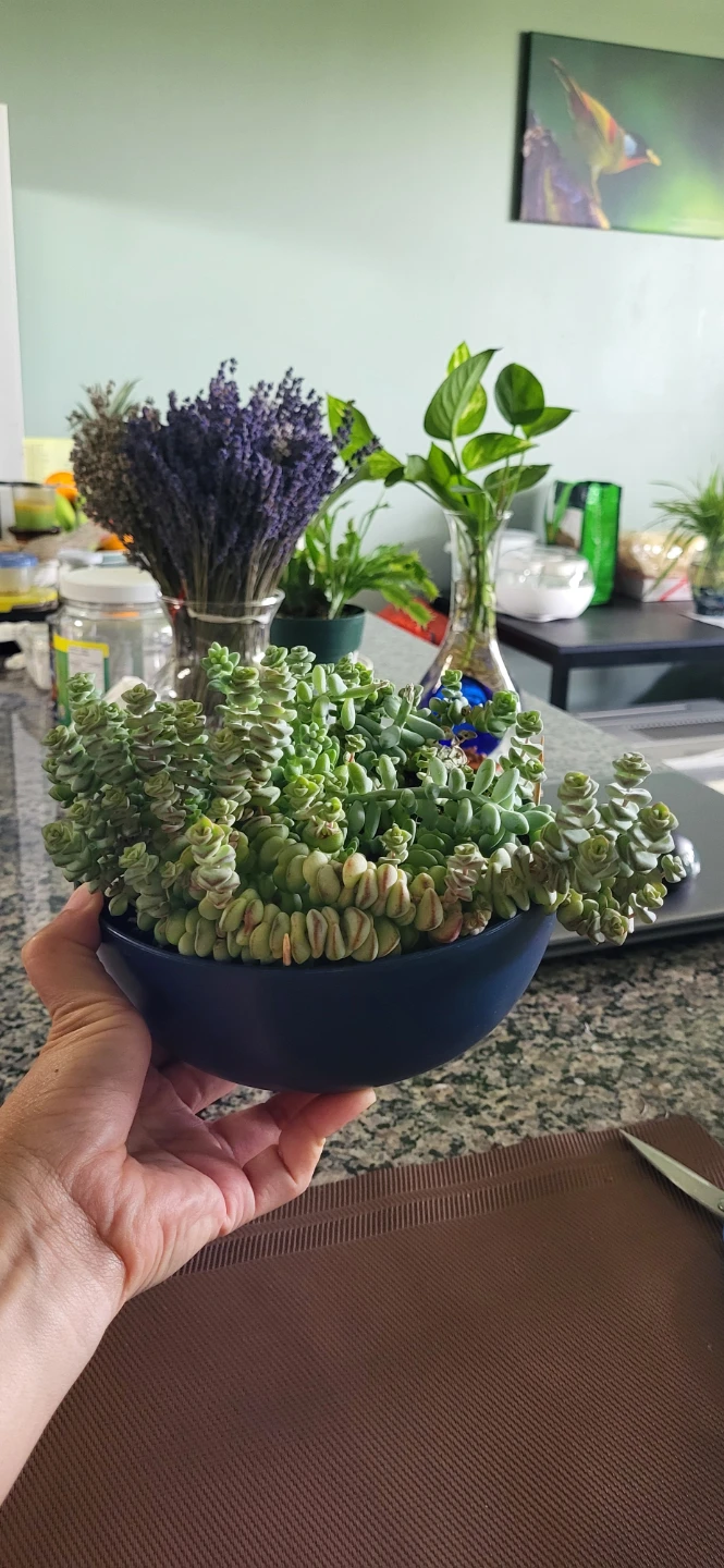 Crassula marinela  & Burro's Tails - photo 5