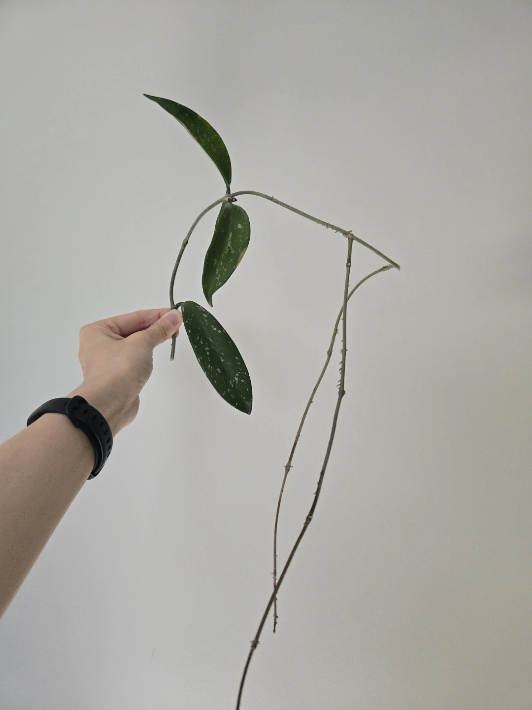 Hoya pubicalyx cutting
