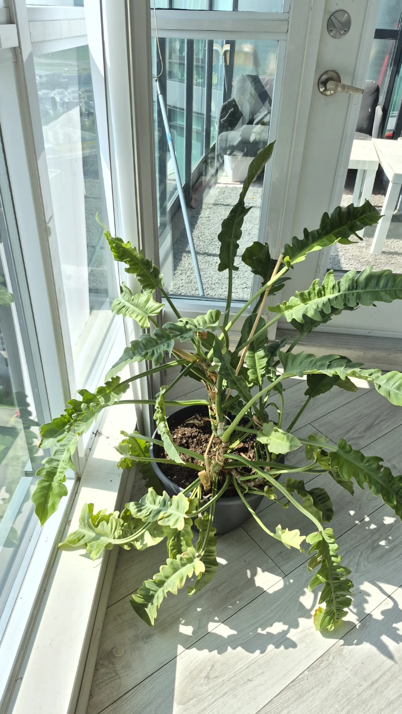 Excellent condition Philodendron - photo 3