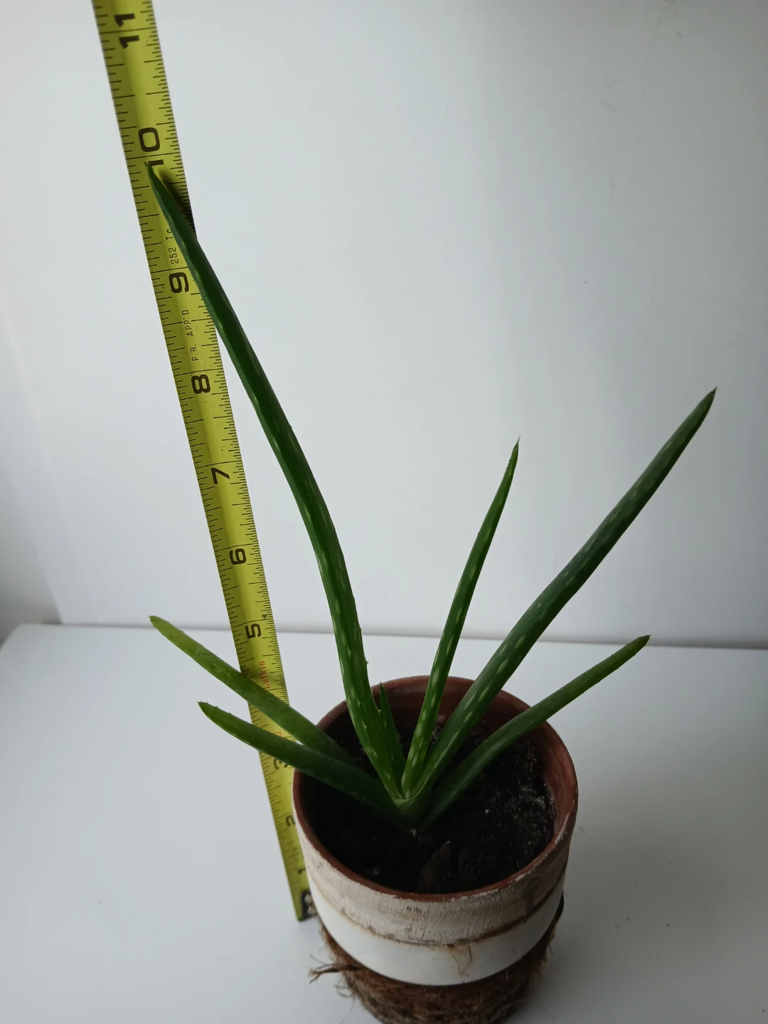 3 healthy, rooted Aloe Vera Plants. $5 EACH.  Location on ad. - photo 3