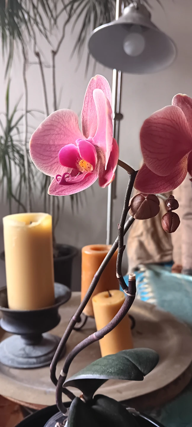 Dark Pink Orchid Plant - photo 2
