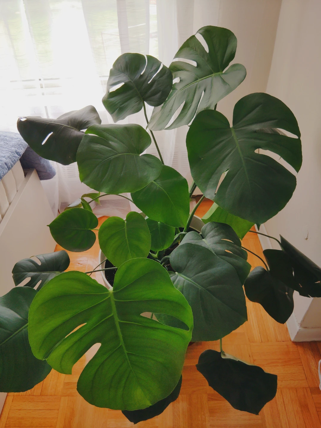 XL Monstera Deliciosa Plant in Pot with Vase - photo 5
