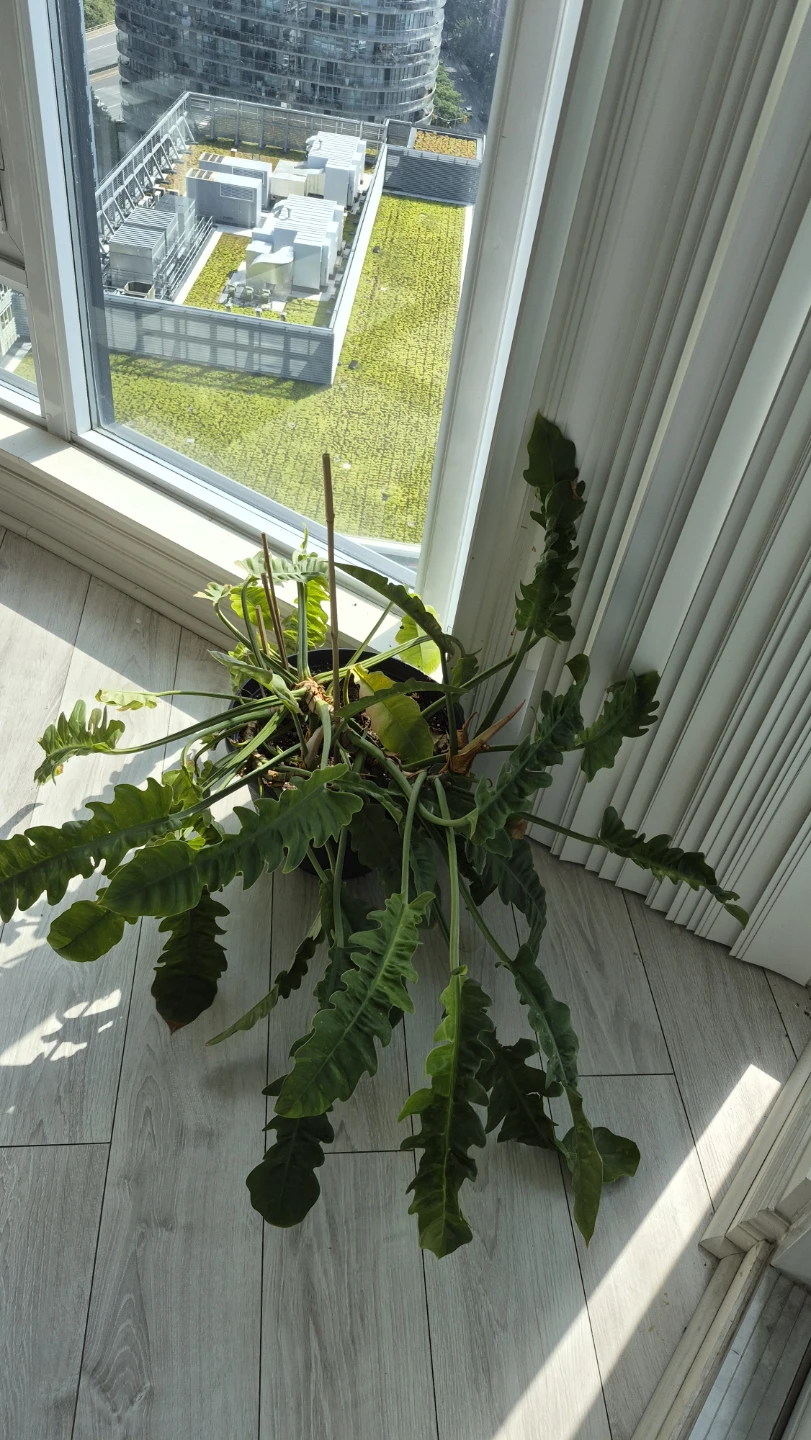 Excellent condition Philodendron - photo 4
