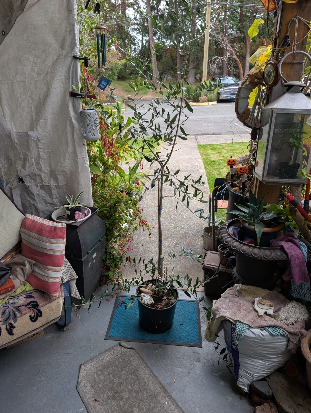 Olea europaea 'Leccino and Chen Lali' Mediterranean Olive Tree