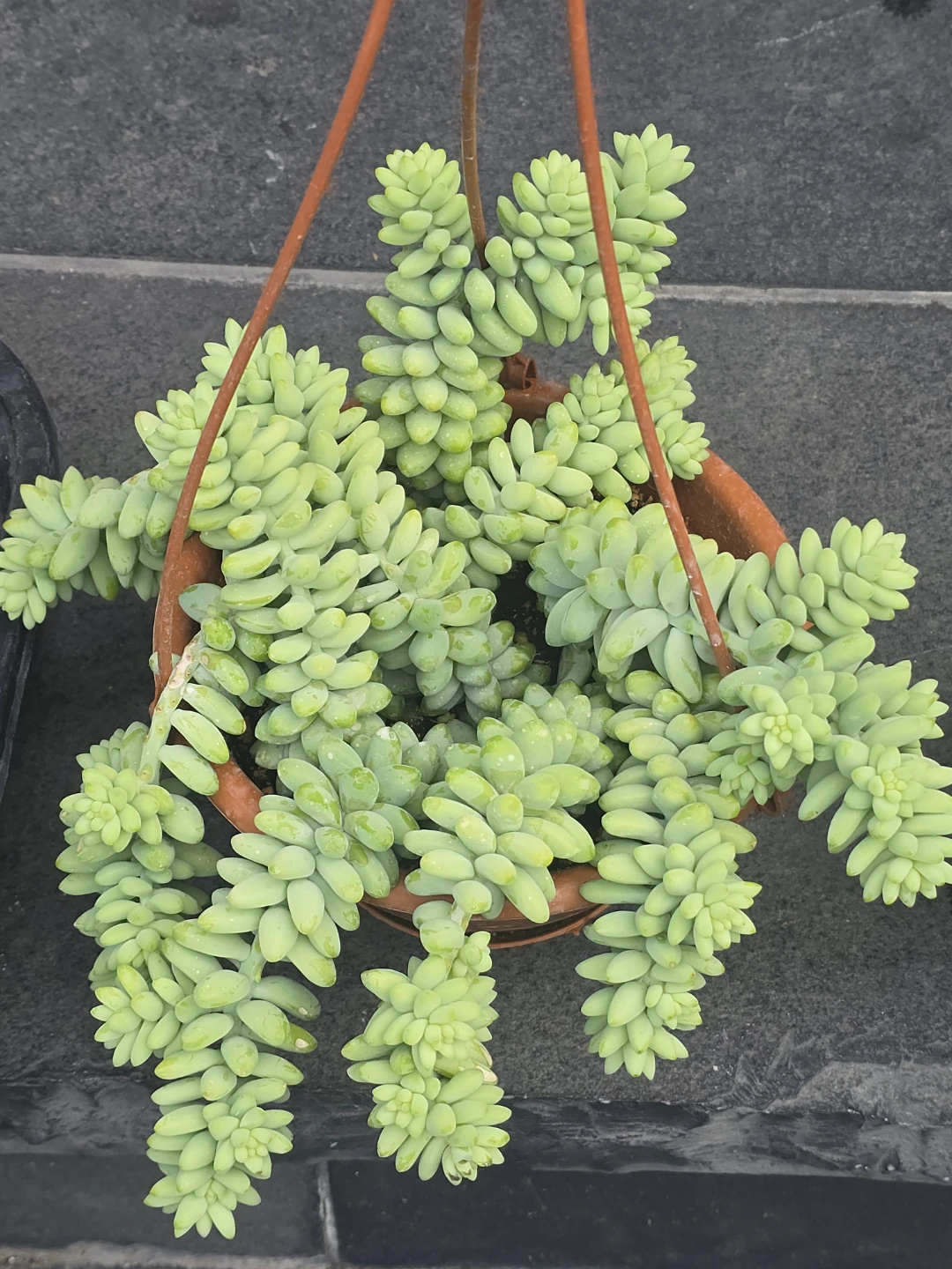 (Burro's Tail 6" hanging 3