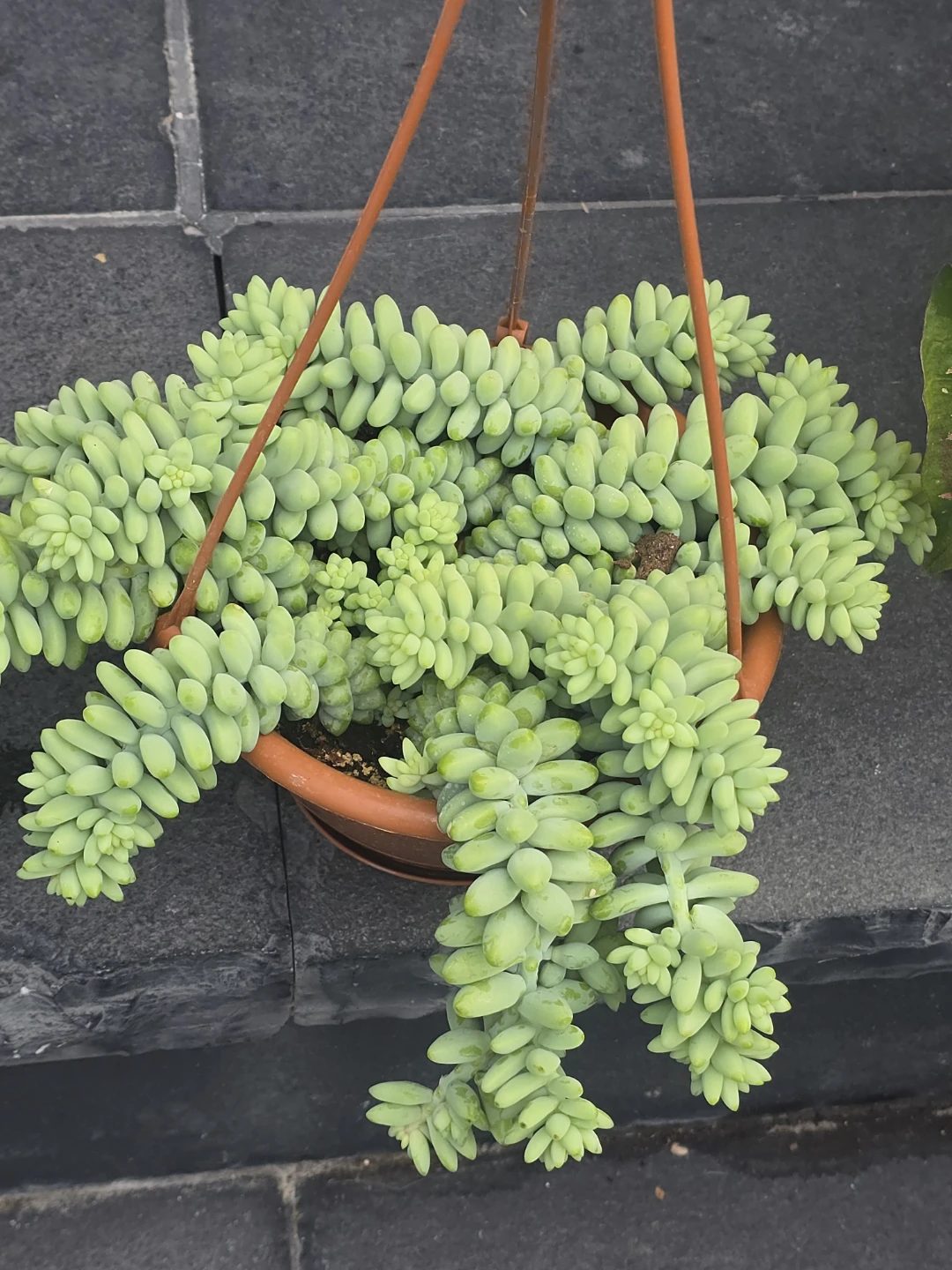 (Burro's Tail 6" hanging 3 - photo 2