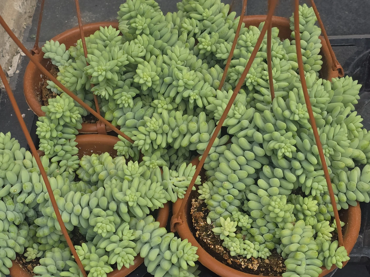 (Burro's Tail 6" hanging 3 - photo 3