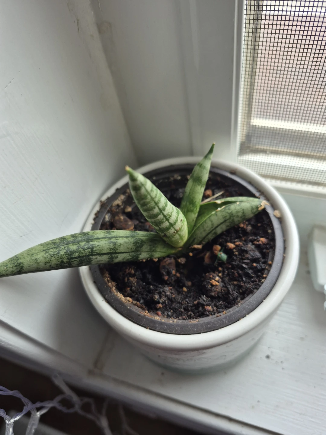 Succlents/ snake plants - photo 4