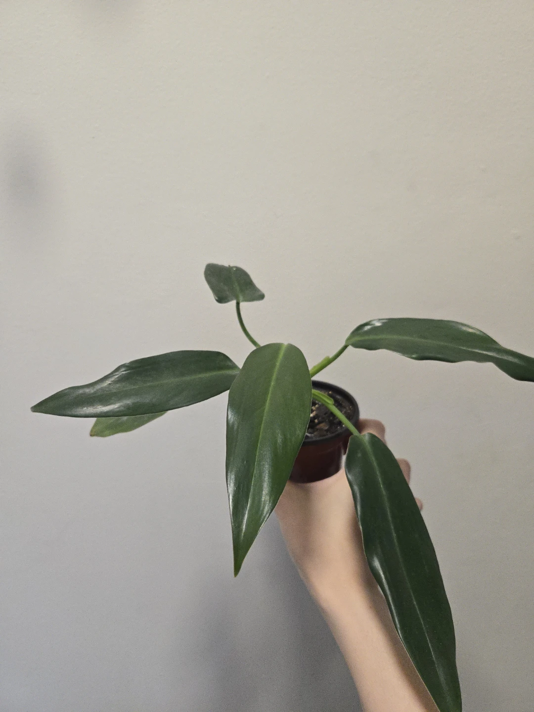 Philodendron Mexicanum