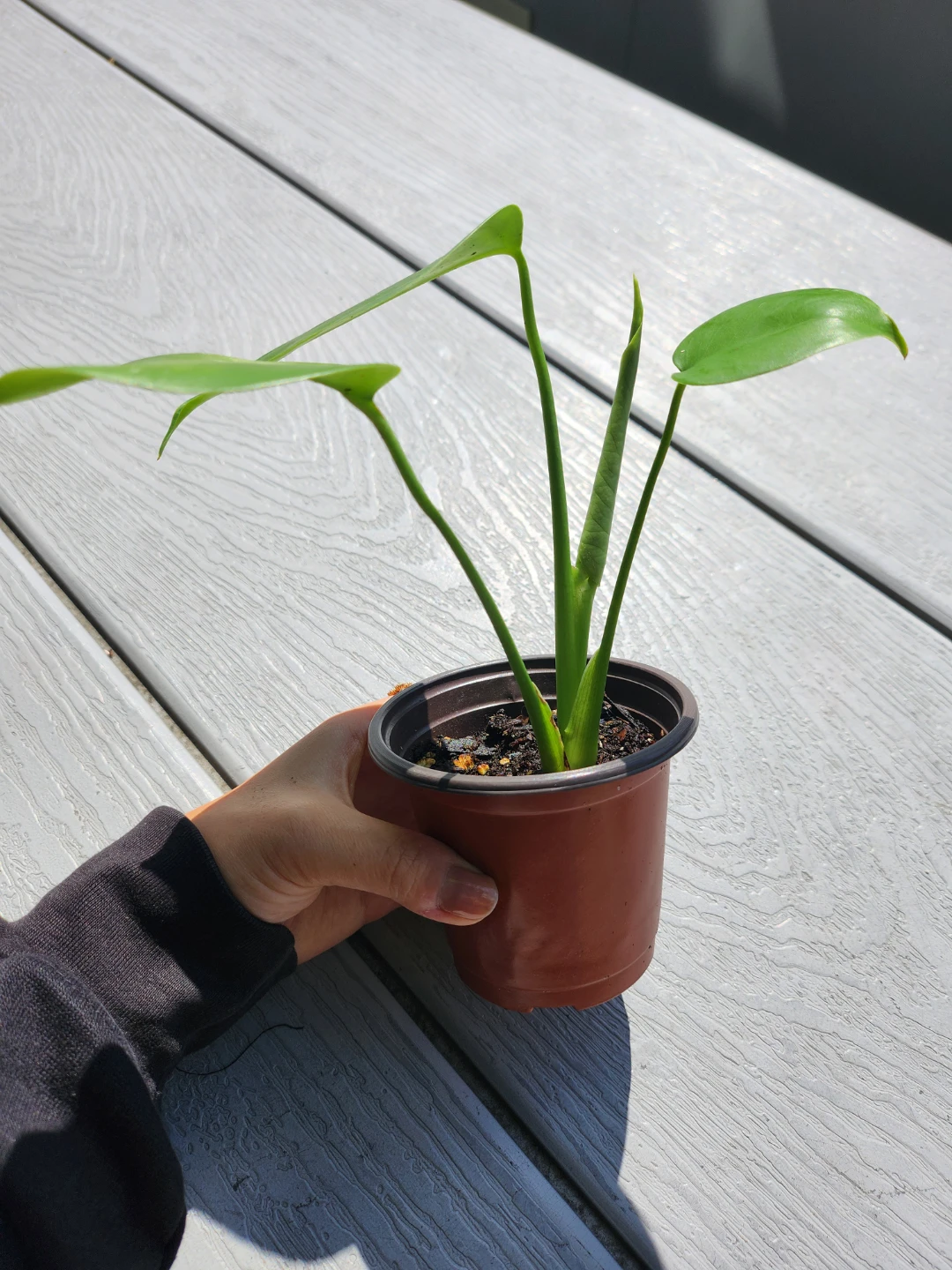 Monstera Deliciosa Plant in Pot - photo 2