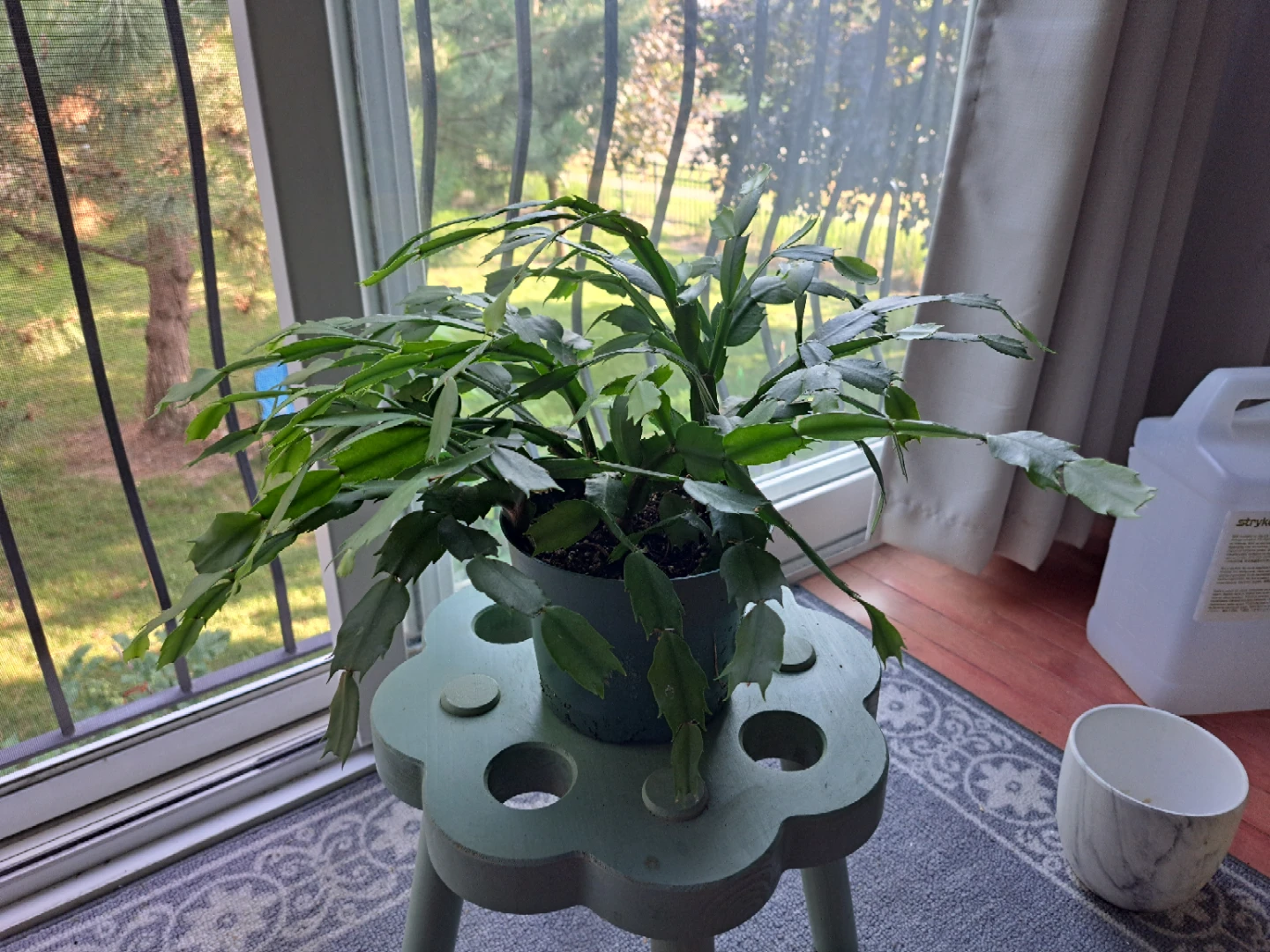 Healthy green Christmas cactus in pot
