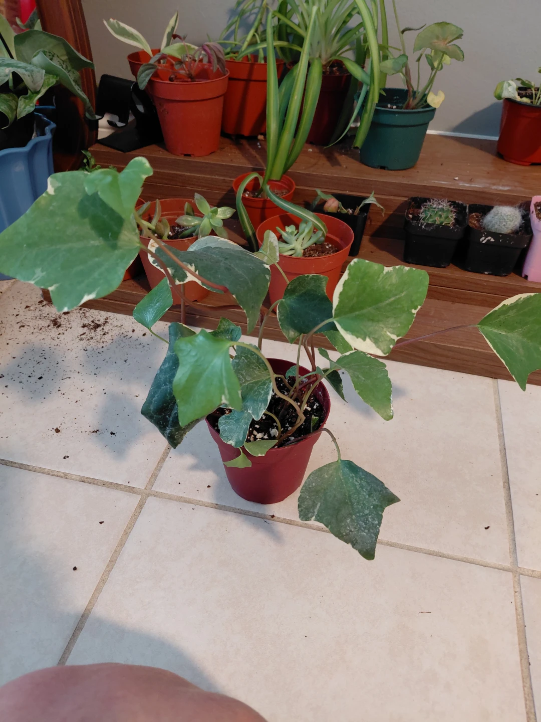 Assorted Potted Plants - photo 4
