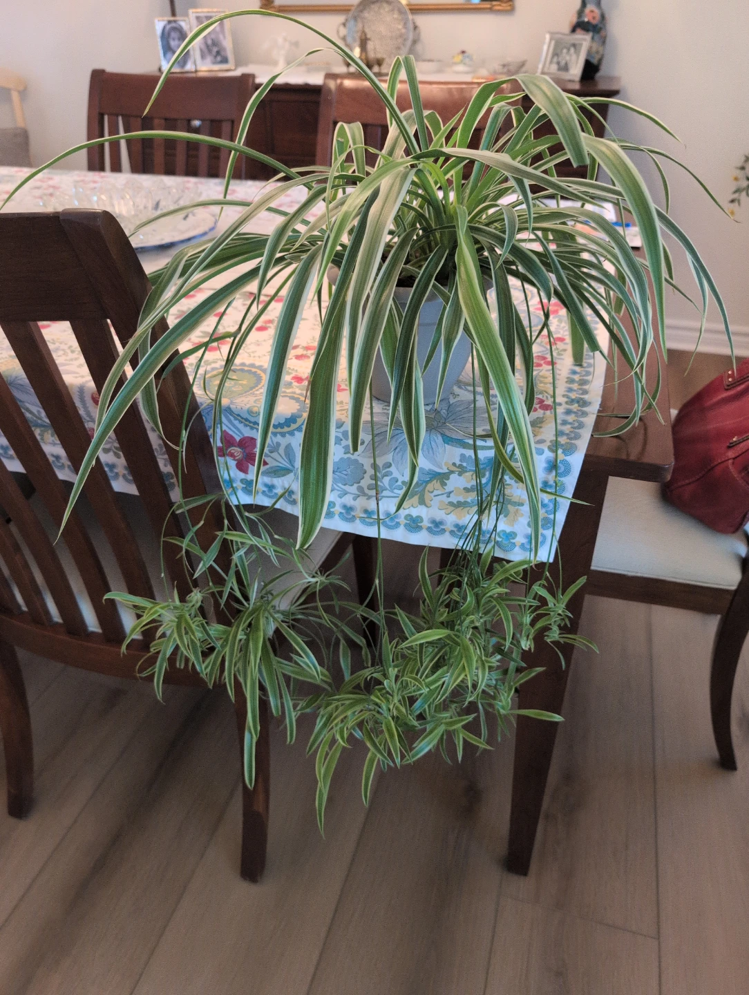 Beautiful spider plants