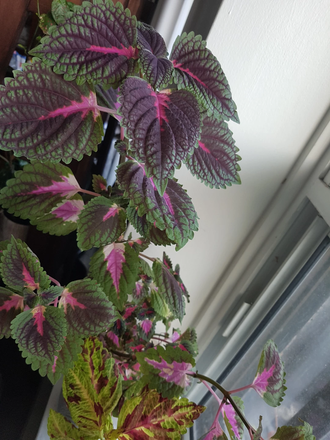 Potted Coleus Plant