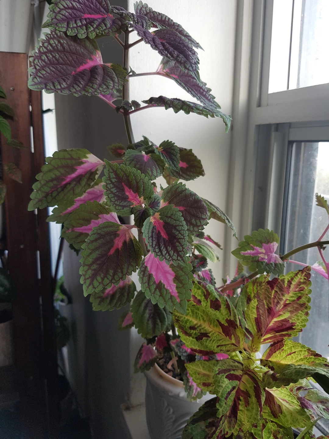 Potted Coleus Plant - photo 2