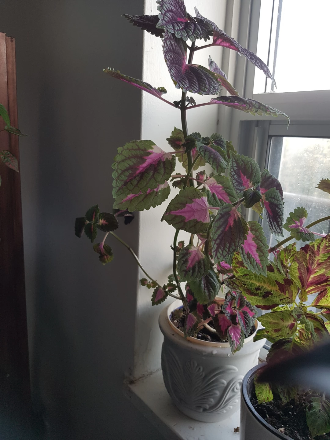 Potted Coleus Plant - photo 3