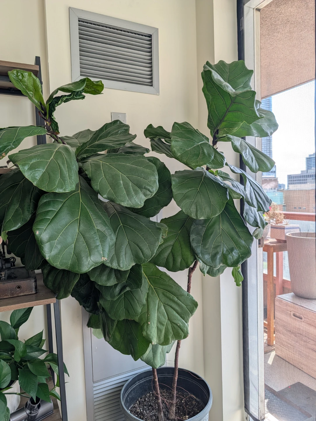 Fiddle Leaf Fig Plant - photo 2