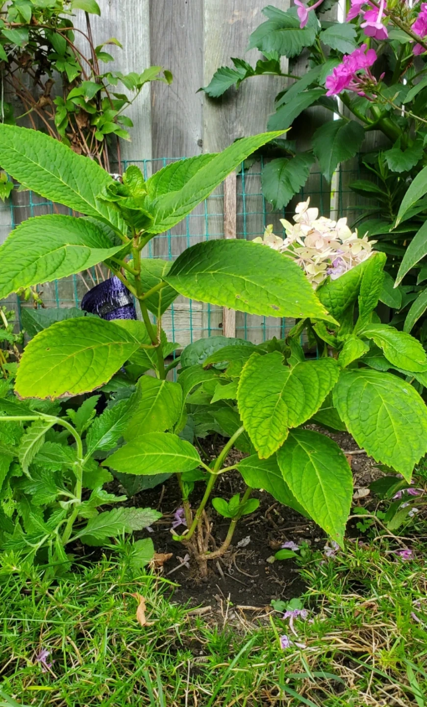 Endless Summer Hydrangea