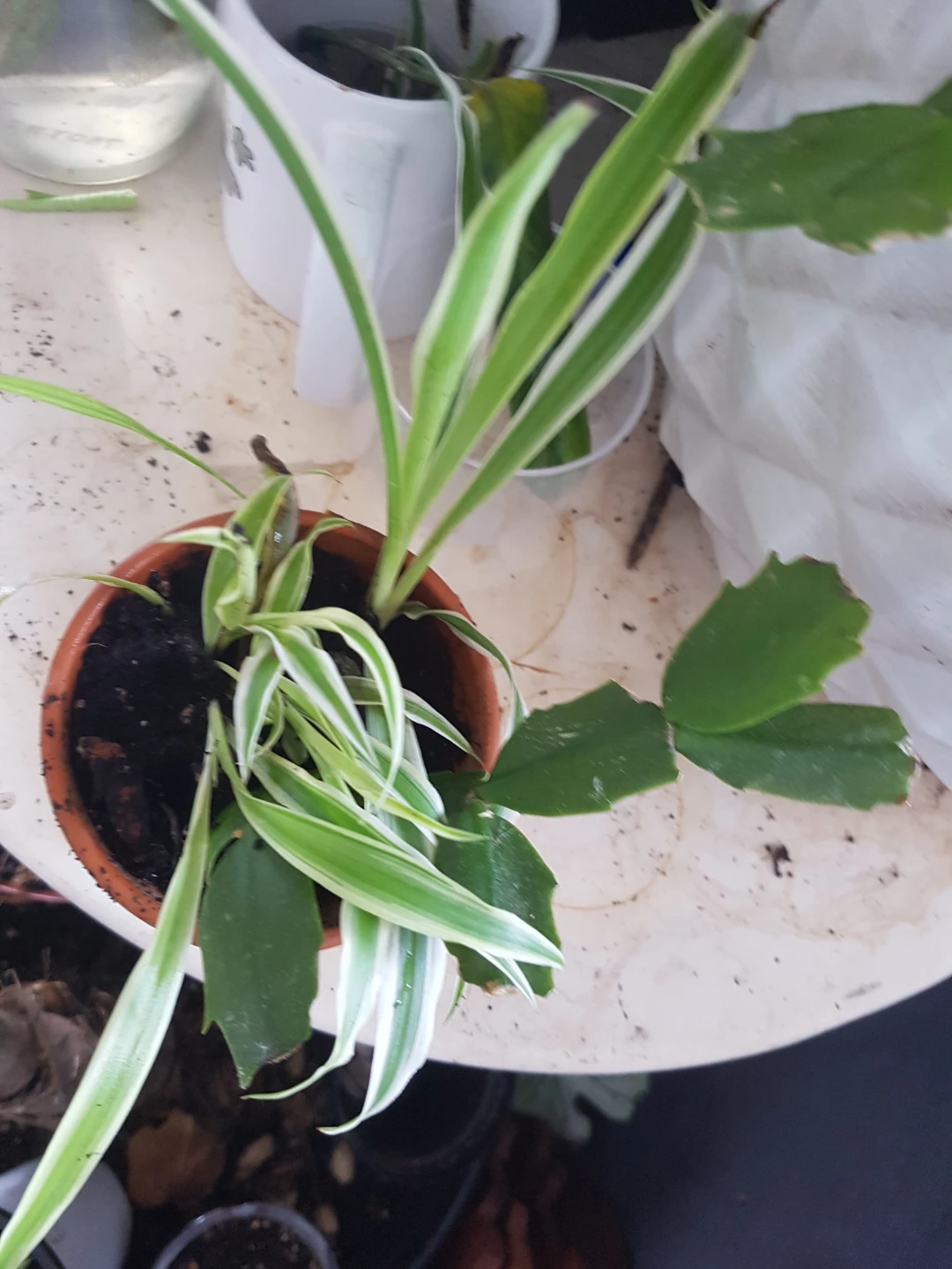 Spider Plant or Christmas Cactus Cutting