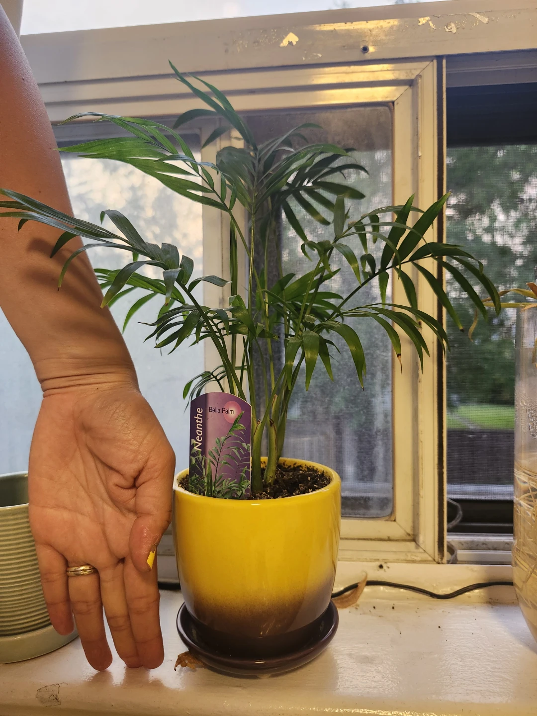 Neanthe Bella Palm Plant in Yellow Pot