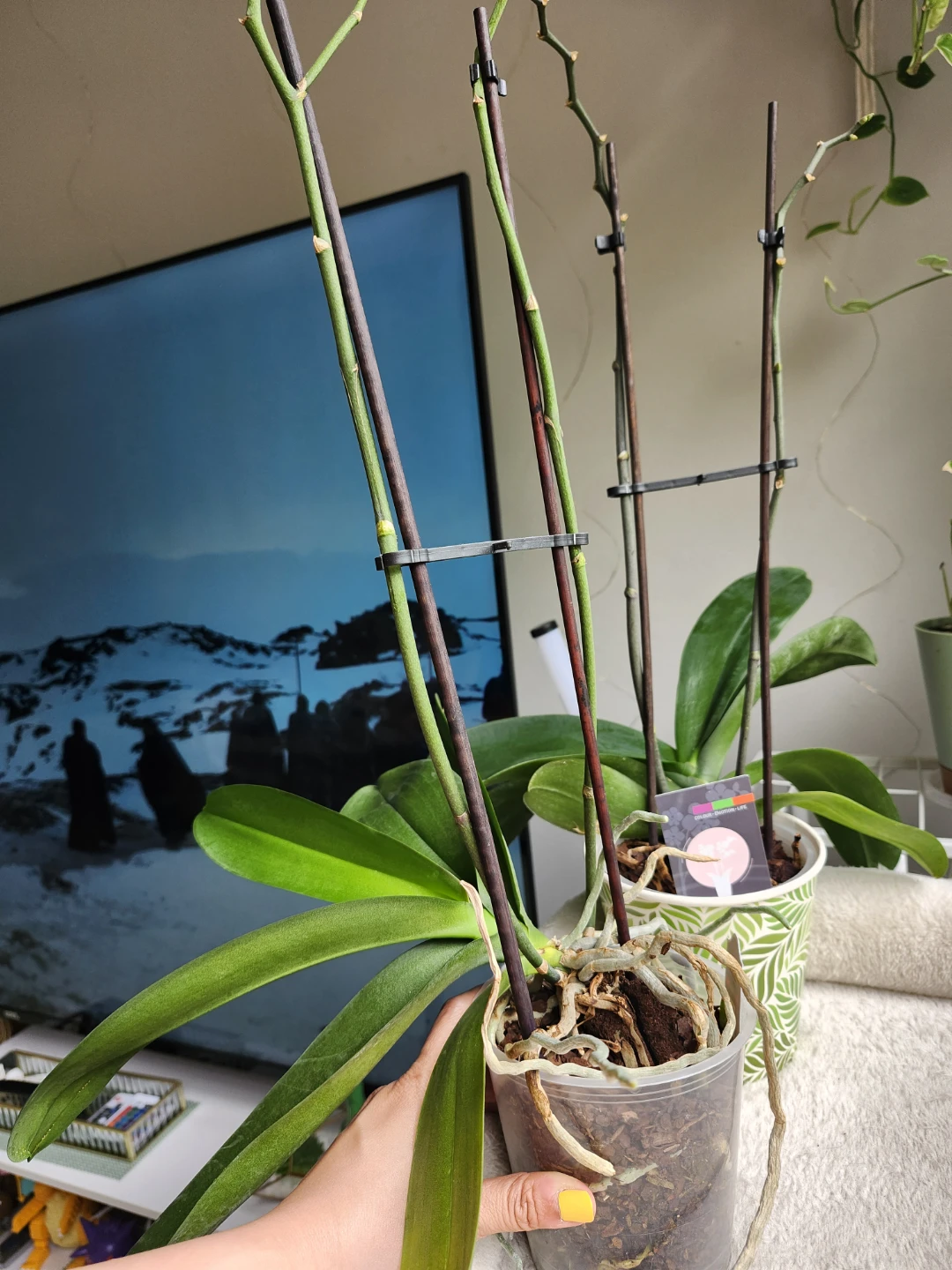 2 pcs Orchid Plant