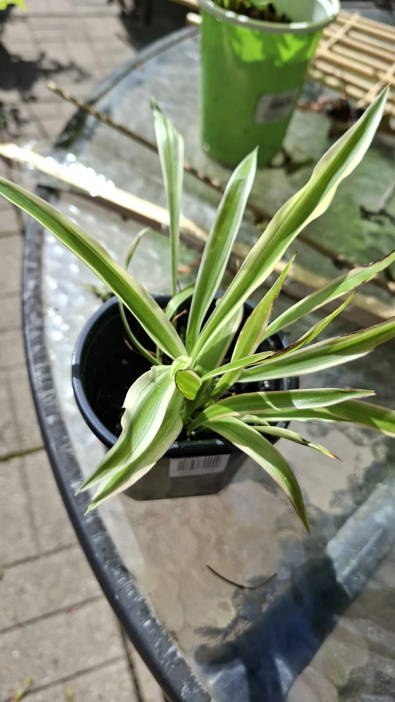 🌿 Spider Plant 🌿