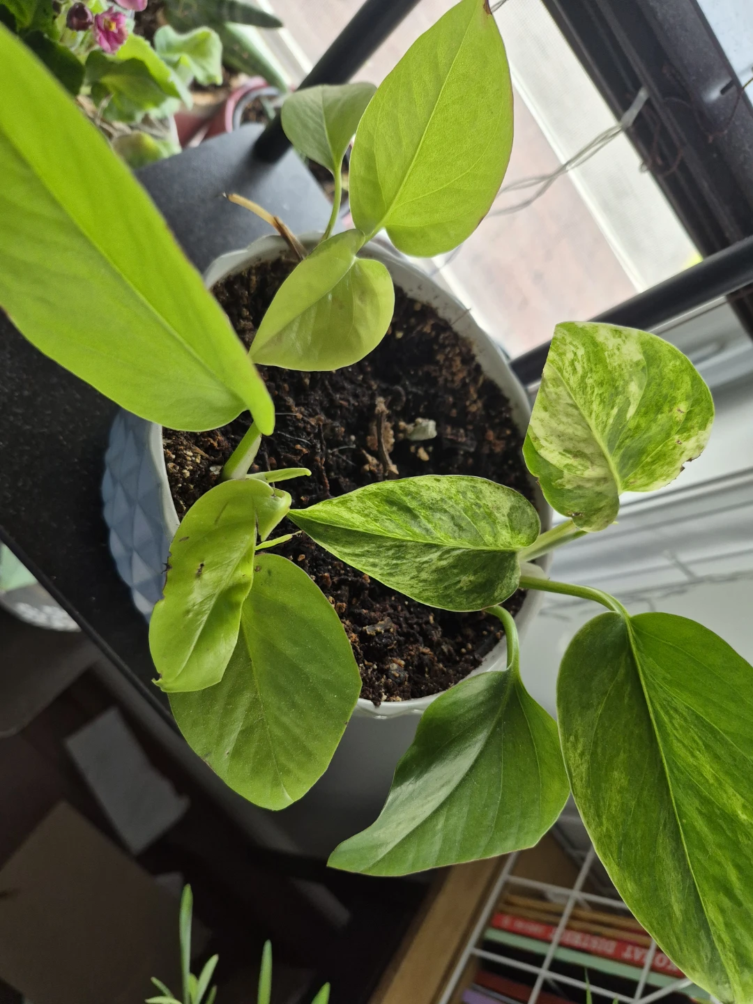 Pothos Plant Neon and snow queen in Decorative Pot - photo 2