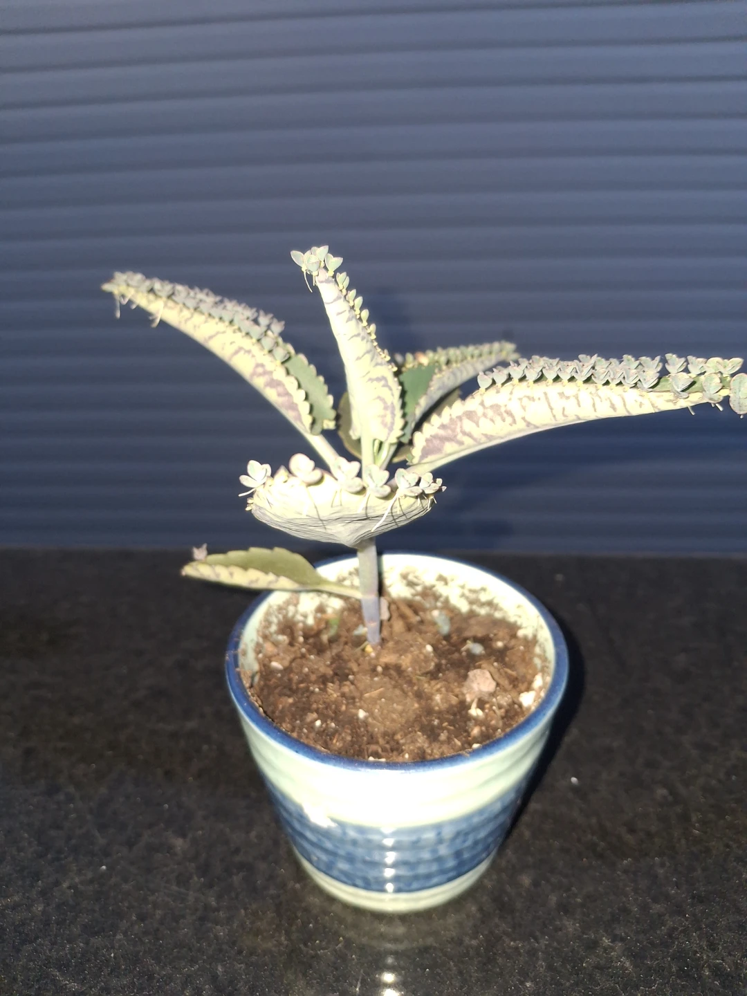 Mother of Thousands Plant in Decorative Pot
