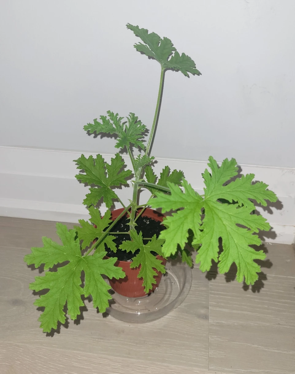 Scented Geranium